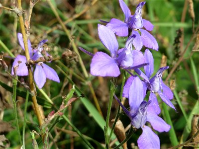 Ausgewilderter Garten-Feldrittersporn (Consolida ajacis) am Messplatz in Hockenheim