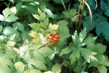 Actaea rubra