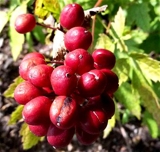 Actaea rubra ripe berries.