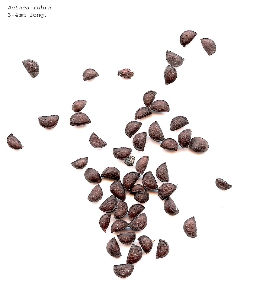 Self made scan of the seeds of Actaea rubra made march 2008.