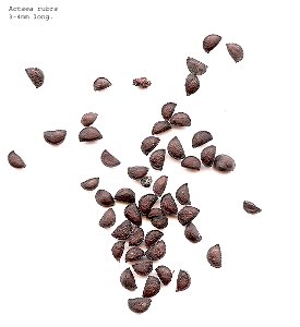Self made scan of the seeds of Actaea rubra made march 2008. photo