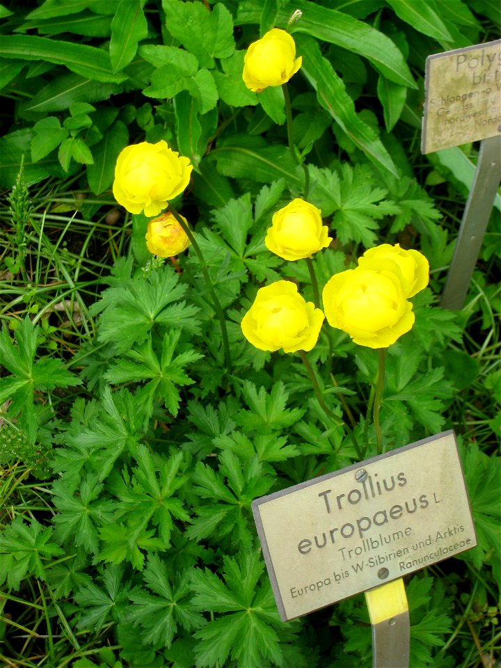 Trollius europaeus specimen, in the Botanischer Garten, Berlin-Dahlem (Berlin Botanical Garden), Berlin, Germany.