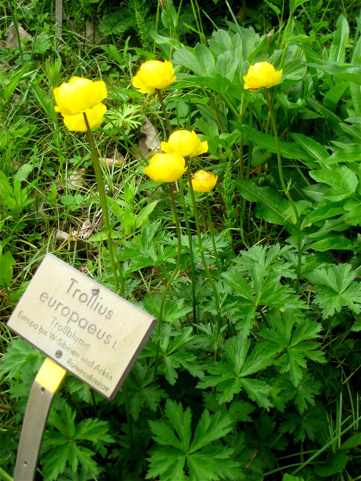 Trollius europaeus specimen, in the Botanischer Garten, Berlin-Dahlem (Berlin Botanical Garden), Berlin, Germany.