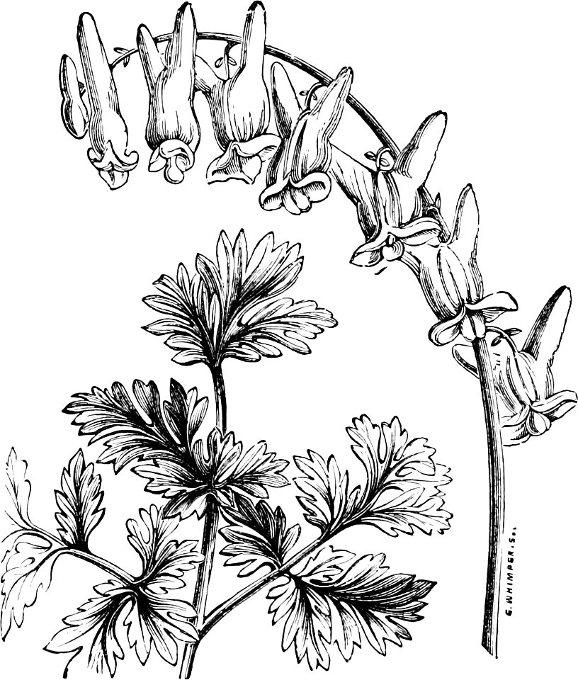 Image from The Amateur's Greenhouse and Conservatory