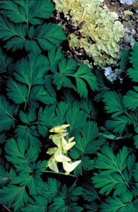 Image title: Breeches plant dicentra cucullaria Image from Public domain images website, http://www.public-domain-image.com/full-image/flora-plants-public-domain-images-pictures/flowers-public-domain- photo
