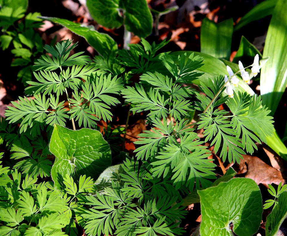 Self made image of Dicentra cucullaria