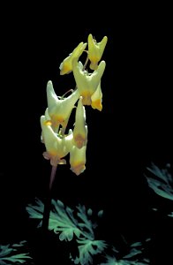 Image title: Dutchmans breeches flower Image from Public domain images website, http://www.public-domain-image.com/full-image/flora-plants-public-domain-images-pictures/flowers-public-domain-images-pi photo