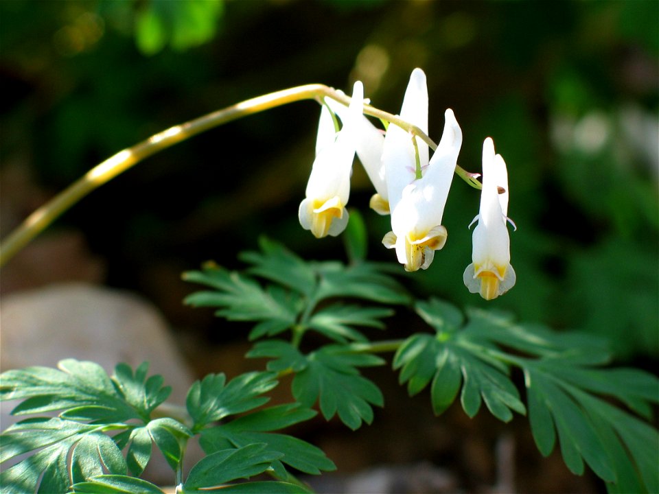 Dicentra cucullaria