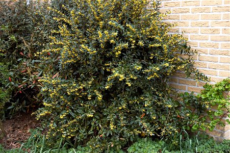 Wintergreen barberry or Chinese barberry
