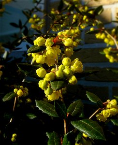 Wintergreen barberry or Chinese barberry