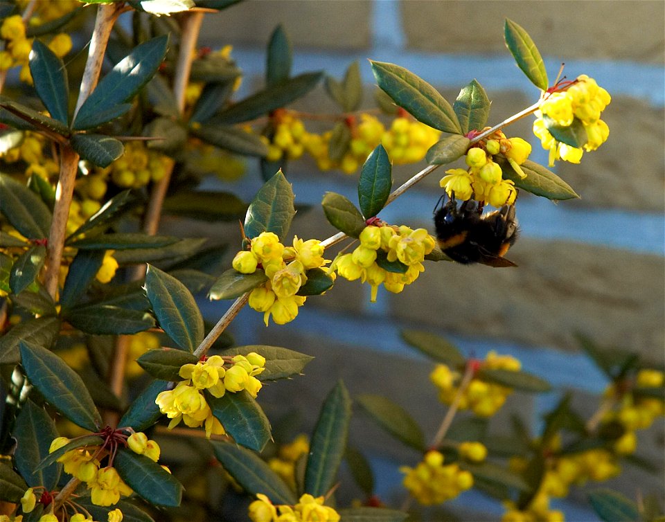 Wintergreen barberry or Chinese barberry
