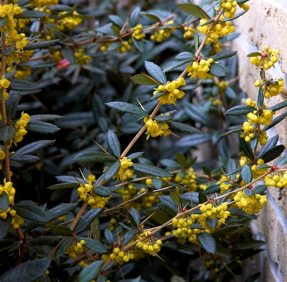 Wintergreen barberry or Chinese barberry