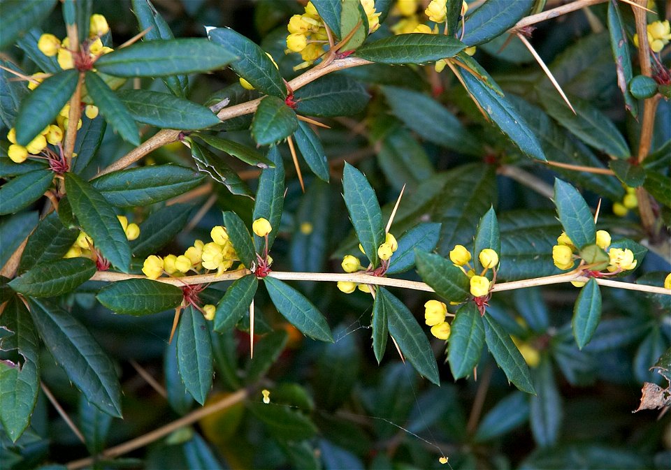 Wintergreen barberry or Chinese barberry