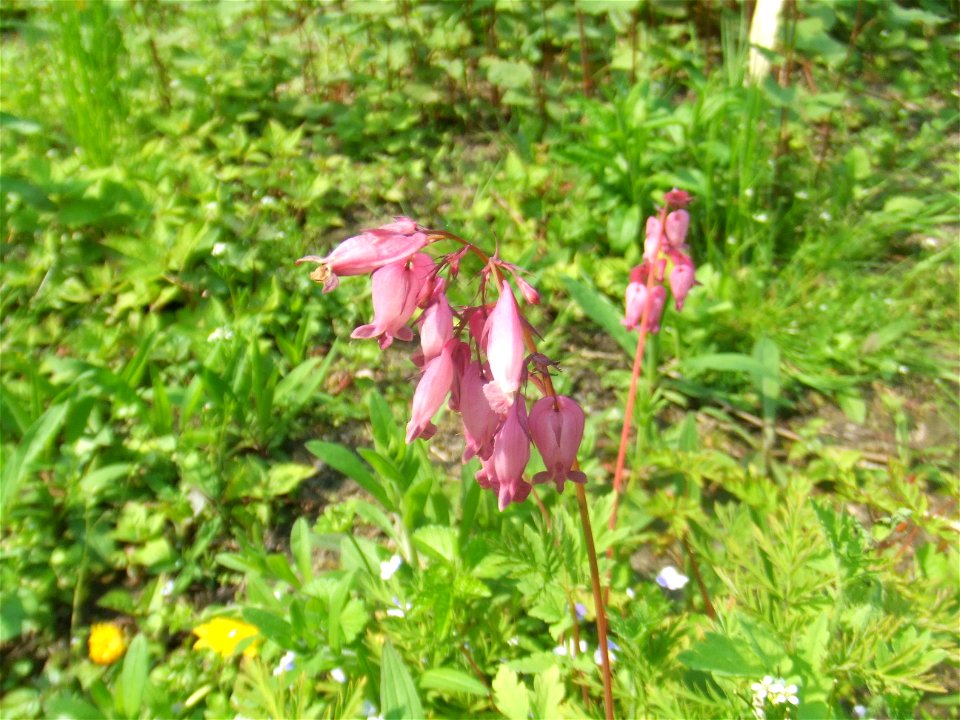 Dicentra formosa, picture taken at the Botanische Tuin TU Delft in Delft, The Netherlands