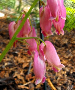 en:Dicentra formosa - at the Rancho Santa Ana Botanic Garden in Claremont, Southern California, U.S. Identified by garden i.d. sign. photo