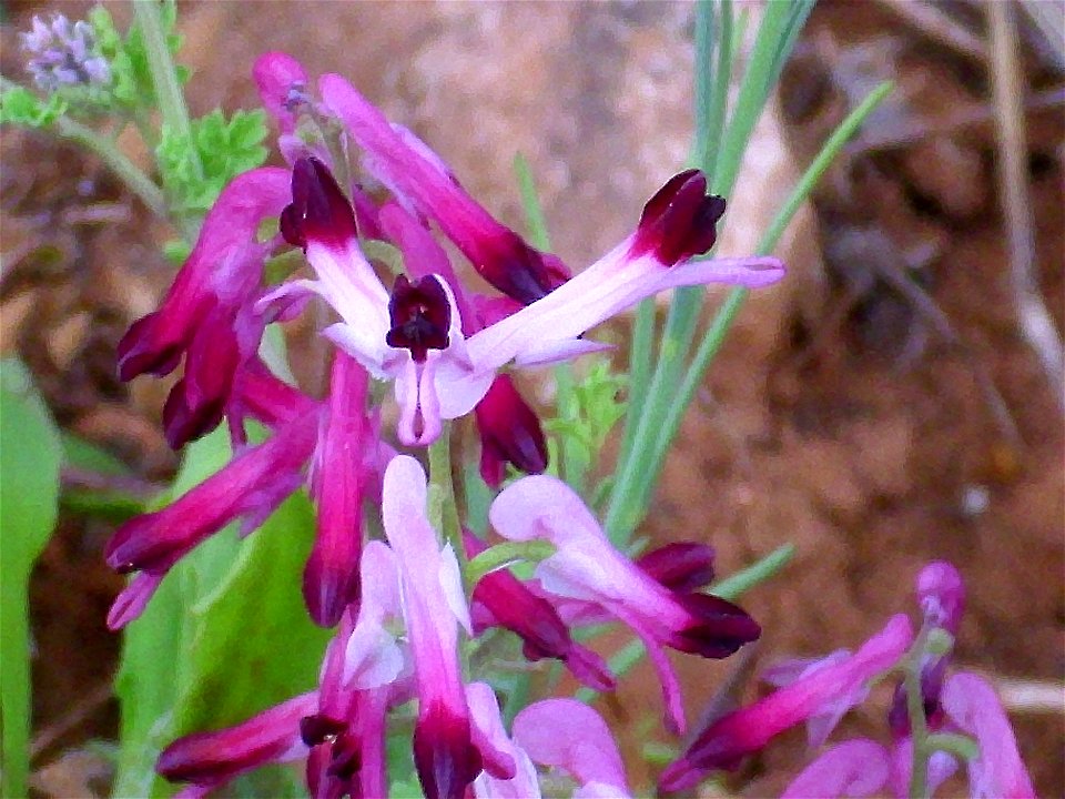 Fumaria muralis flowers close up Campo de Calatrava, Spain
