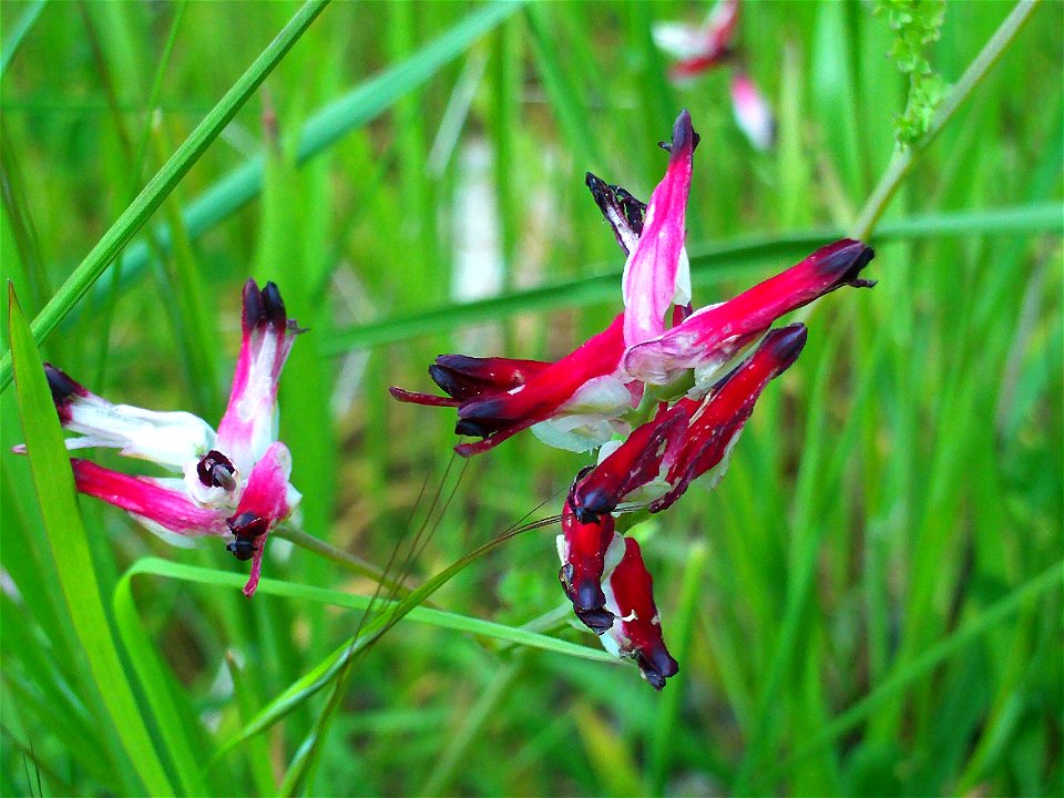 Fumaria muralis Flowers Close up, Dehesa Boyal de Puertollano, Spain
