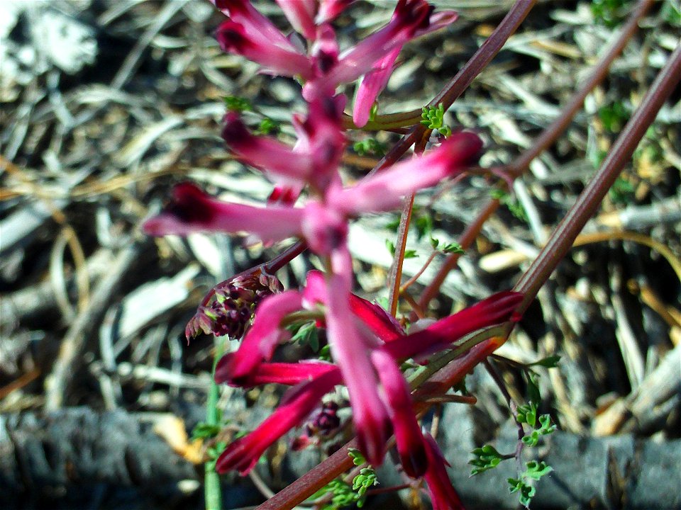 Fumaria muralis flowers, Dehesa Boyal de Puertollano, Spain