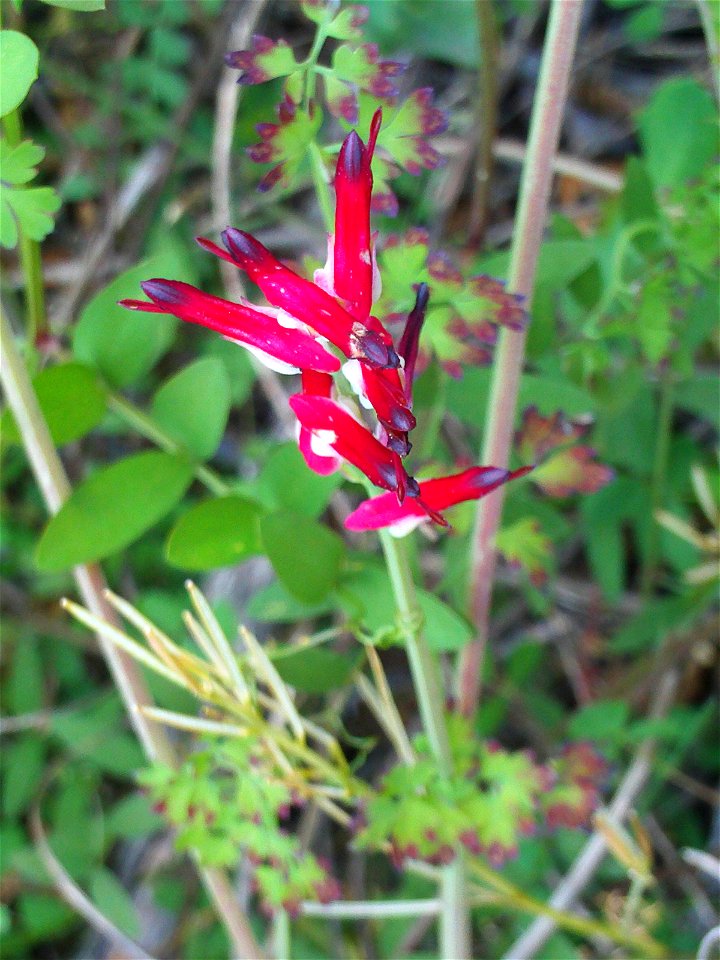 Fumaria muralis Stem and Leaves, Dehesa Boyal de Puertollano, Spain