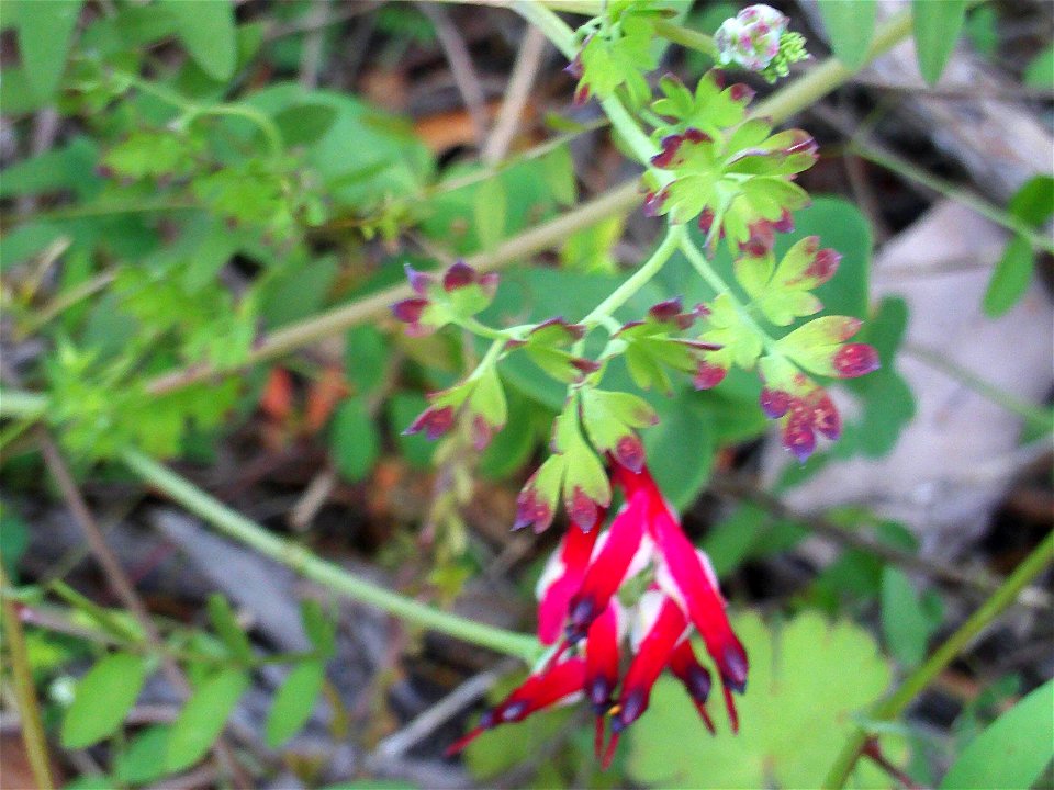 Fumaria muralis Stem and Leaves, Dehesa Boyal de Puertollano, Spain