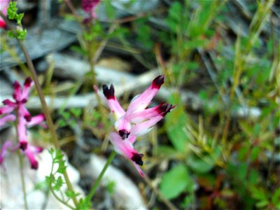 Fumaria muralis xCapreolata, flowers, Dehesa Boyal de Puertollano, Spain