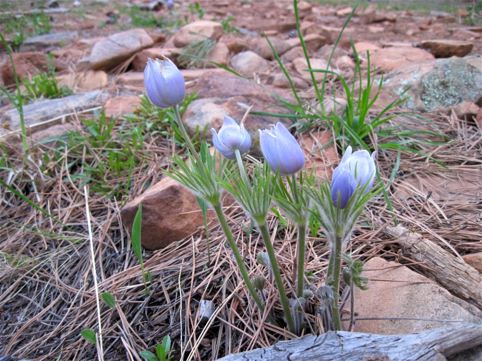 Photograph of Pulsatilla patens growing in Boulder, Colorado.