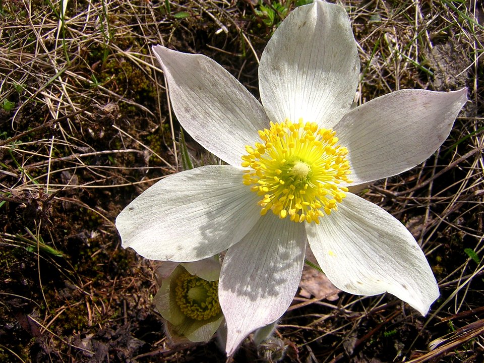 Pulsatilla patens, flower. Russia, Ukhta.
