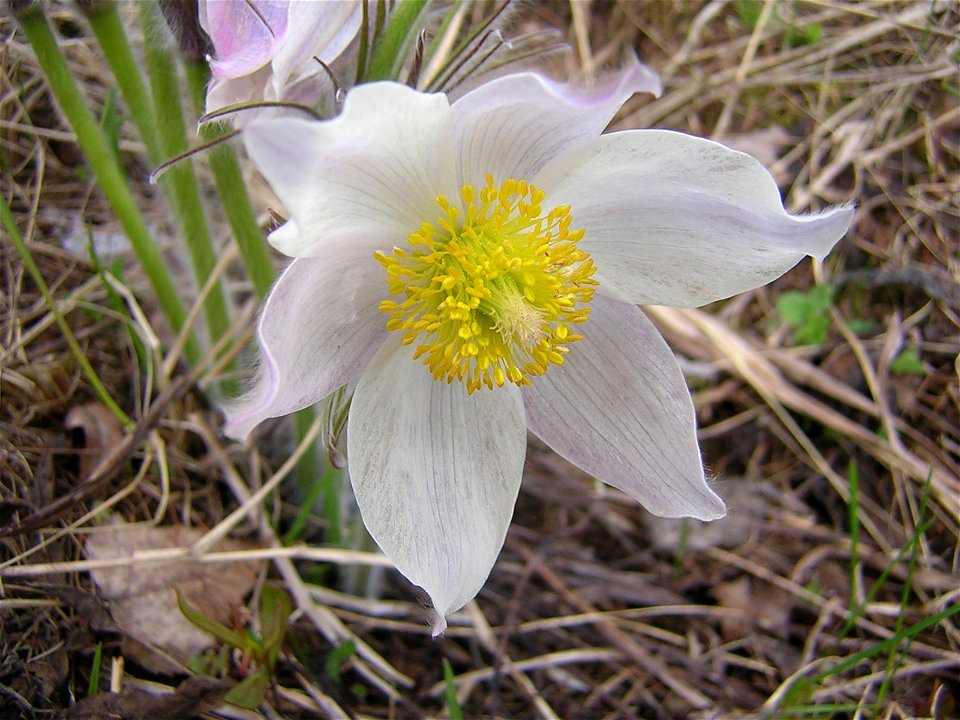 Pulsatilla patens, flower. Russia, Ukhta. Прострел раскрытый, цветок. Россия, Ухта.