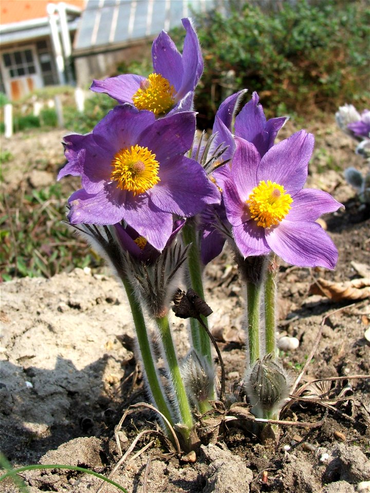 Pulsatilla patens, MTA Botanic Garden (Hungary)