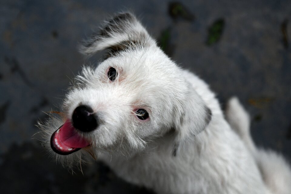 Puppy pet dog white dog