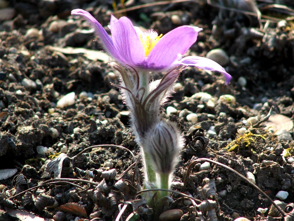 Pulsatilla patens, MTA Botanic Garden (Hungary)