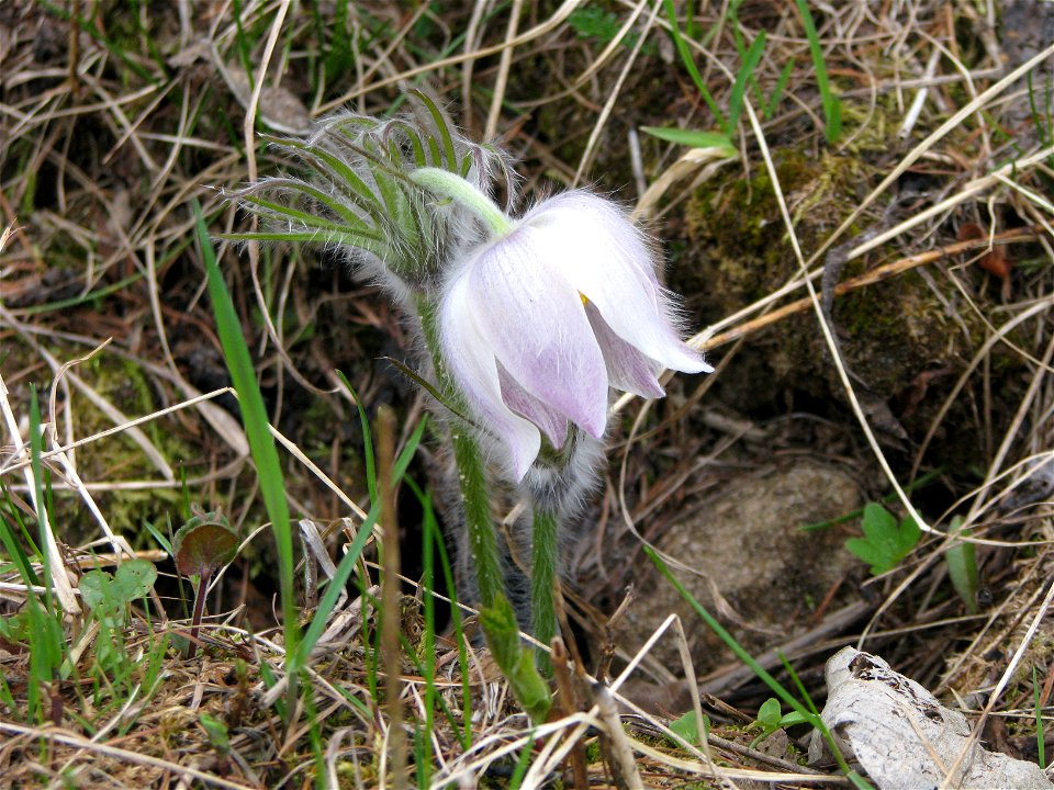 Pulsatilla patens. Flower. Russia, Komi Republic, near Ukhta