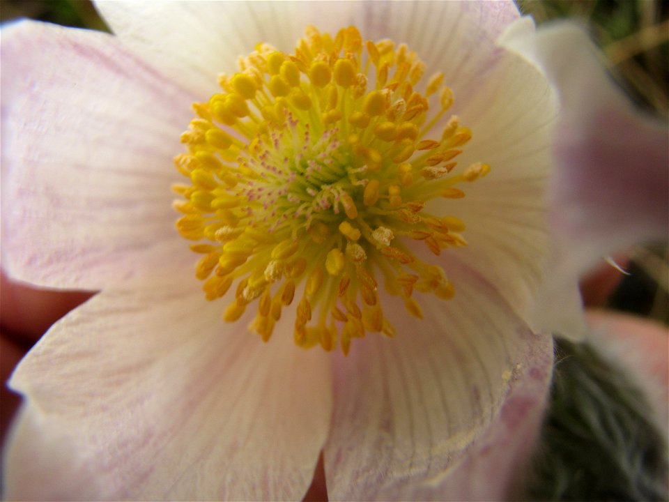 Pulsatilla patens. Flower. Russia, Komi Republic, near Ukhta