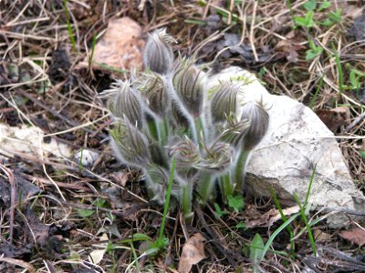 Pulsatilla patens. Young plants before flowering. Russia, Komi Republic, near Ukhta