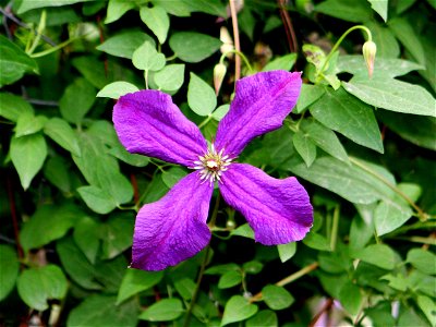 Clematis_jackmanii_hybrid