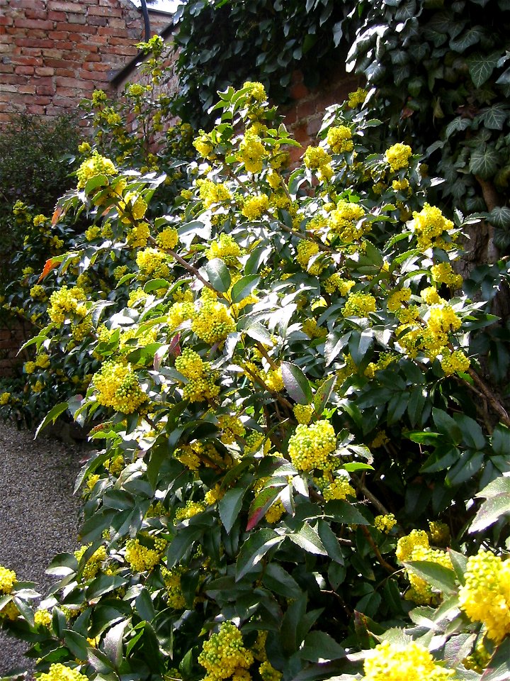 Berberidaceae_Mahonia_nervosa