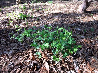 A photograph of Xanthorhiza simplicissima.