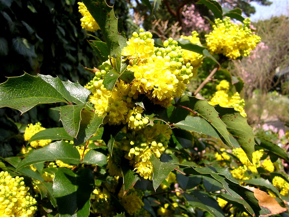 Berberidaceae_Mahonia_nervosa