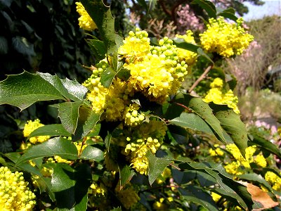 Berberidaceae_Mahonia_nervosa