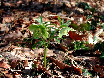 picture taken at Appennino reggiano, Carpineti, Italy
Helleborus -
Elleboro

Paolo da Reggio