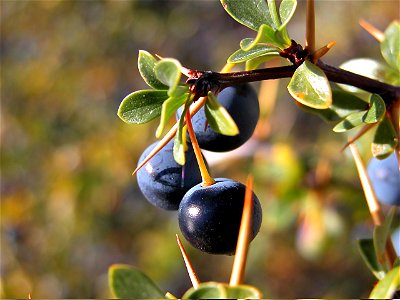 O Calafate-da-patagônia (Berberis ruscifolia) é um arbusto que chega a medir até 2 metros de altura, da família das berberidáceas, nativo da Argentina, Uruguai e região sul do Brasil. Tal arbusto poss