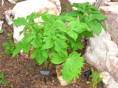 Podophyllum hexandrum, specimen in the Betty Ford Alpine Gardens, Vail, Colorado, USA.