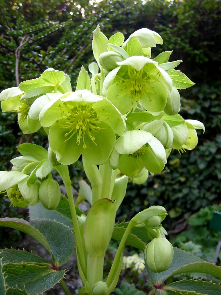 Helleborus_argutifolius; Botanic Garden, Vienna, Austria.