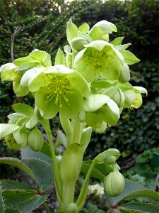 Helleborus_argutifolius; Botanic Garden, Vienna, Austria.