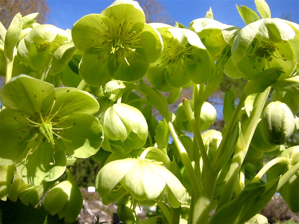 Helleborus lividus; Botanic Garden, Vienna, Austria.