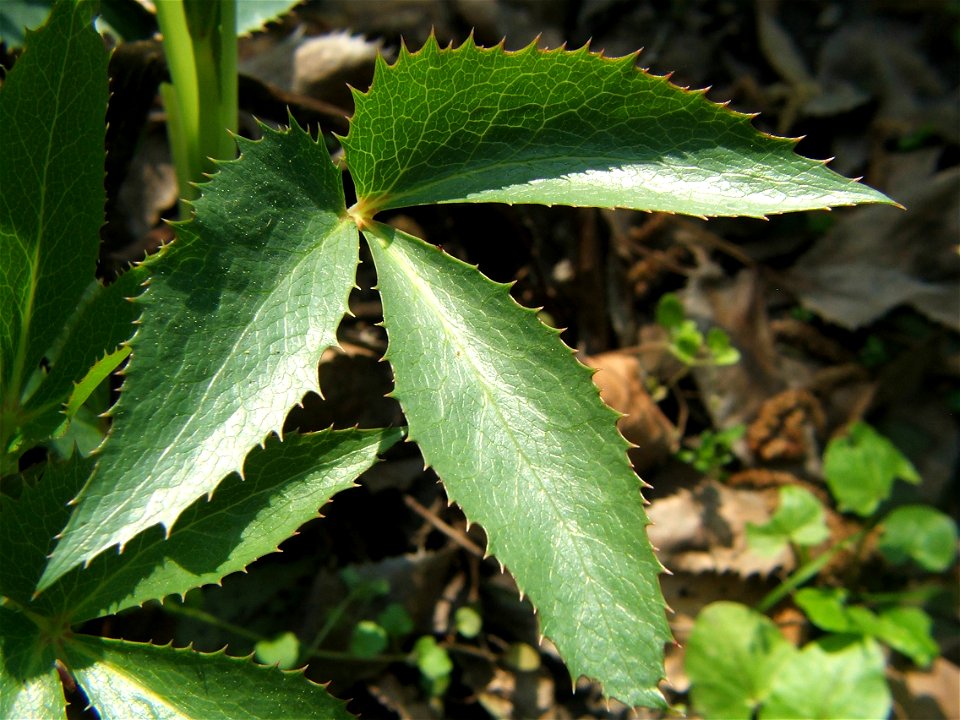 Helleborus lividus ssp. corsicus leaf