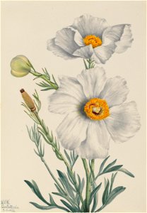 Matilija Poppy (Romneya coulteri) photo