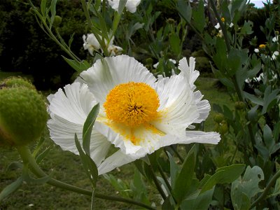 Rome, Botanical Garden: Flower Romneya coulteri (Papaveraceae)