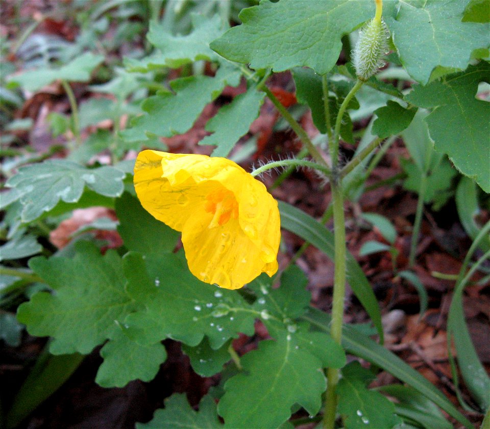 Stylophorum diphyllum, growing at base of steep limestone slope in mesic forest. South Fork of the Licking River, south of Kellar Waits Road, Harrison County, Kentucky.