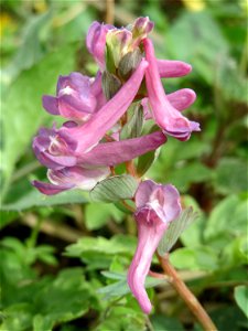 Gefingerter Lerchensporn (Corydalis solida) an der Saar bei Grosbliederstroff